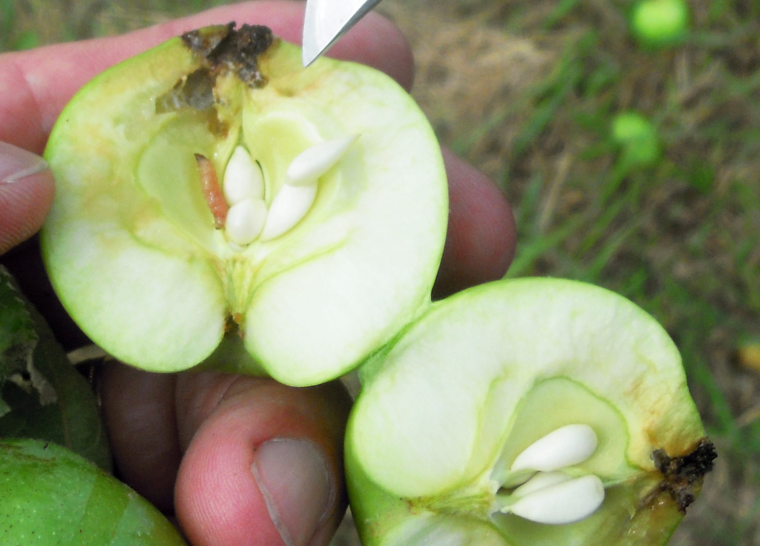 An apple cut in half with codling moth larva on the inside.